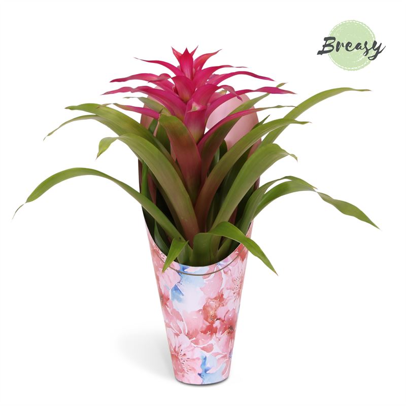 Guzmania Deseo Pink 42cm 12cm Pot
