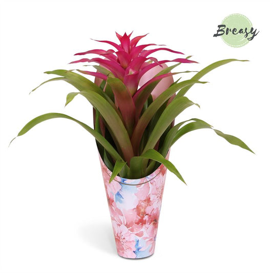 Guzmania Deseo Pink 42cm 12cm Pot