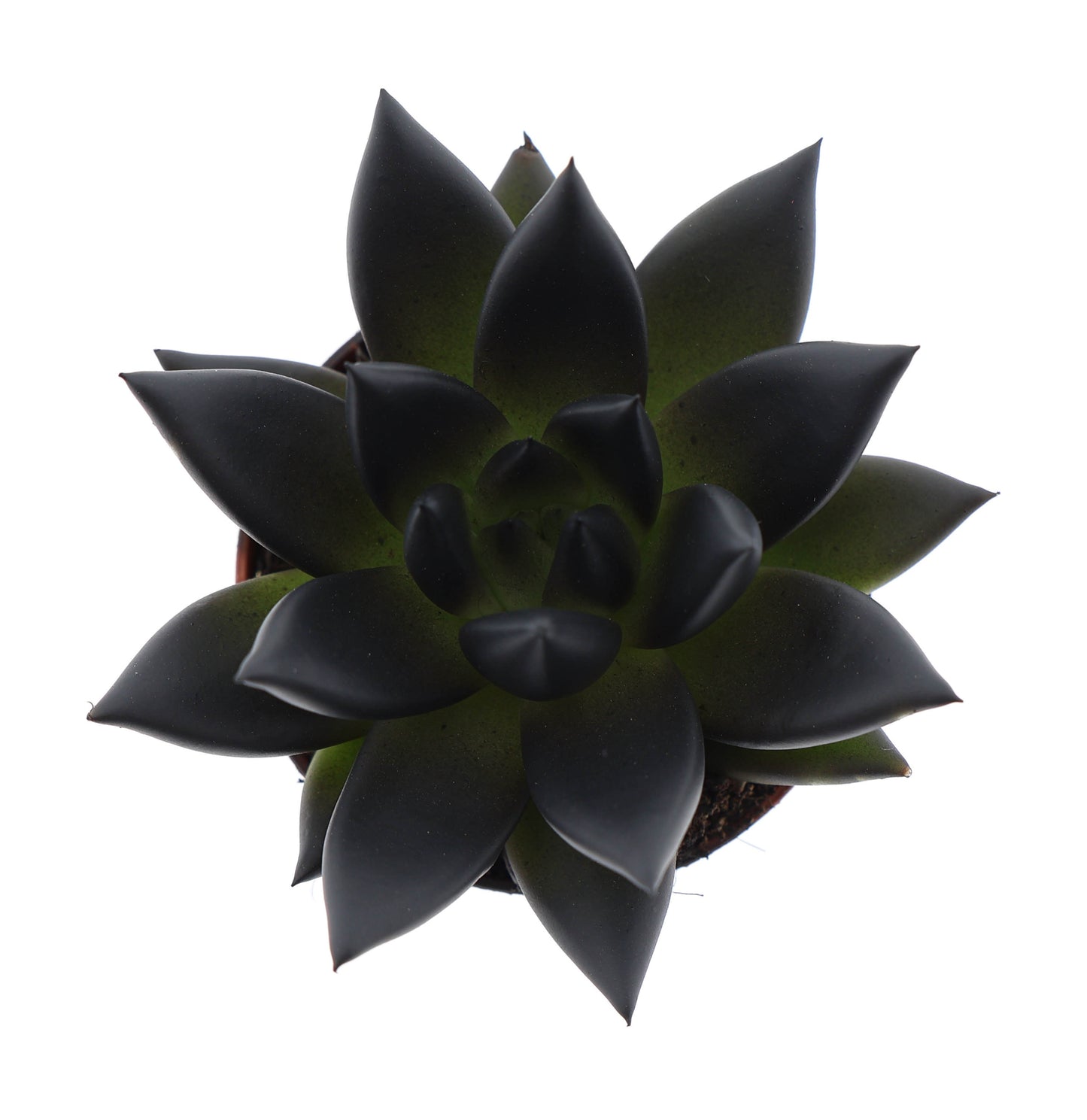 Euro Cactus Holland Bv Rainbow deep black Pack of 20