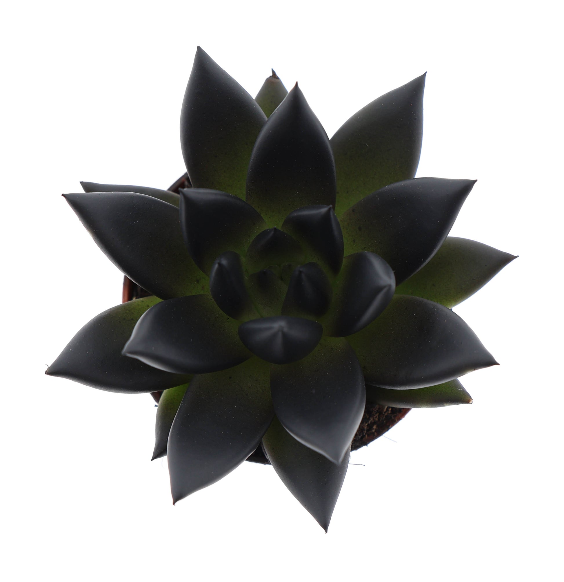 Euro Cactus Holland Bv Rainbow deep black Pack of 20