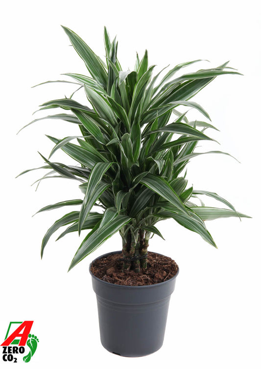 Dracaena fragrans Warneckei 70cm 21cm Pot