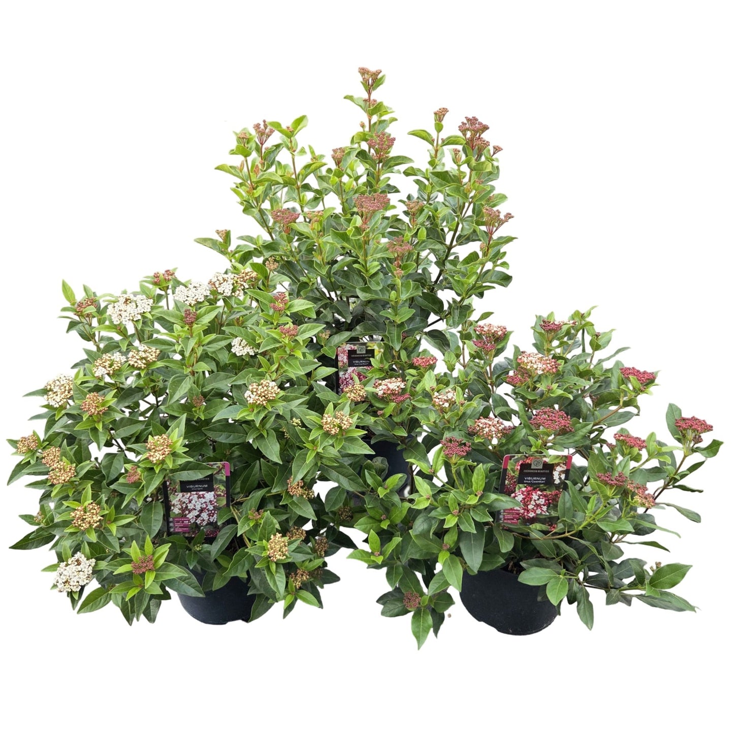 Viburnum tinus 55cm 26cm Pot