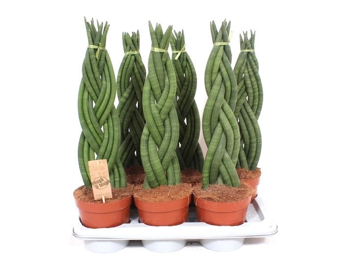 Sansevieria cylindrica 65cm 17cm Pot