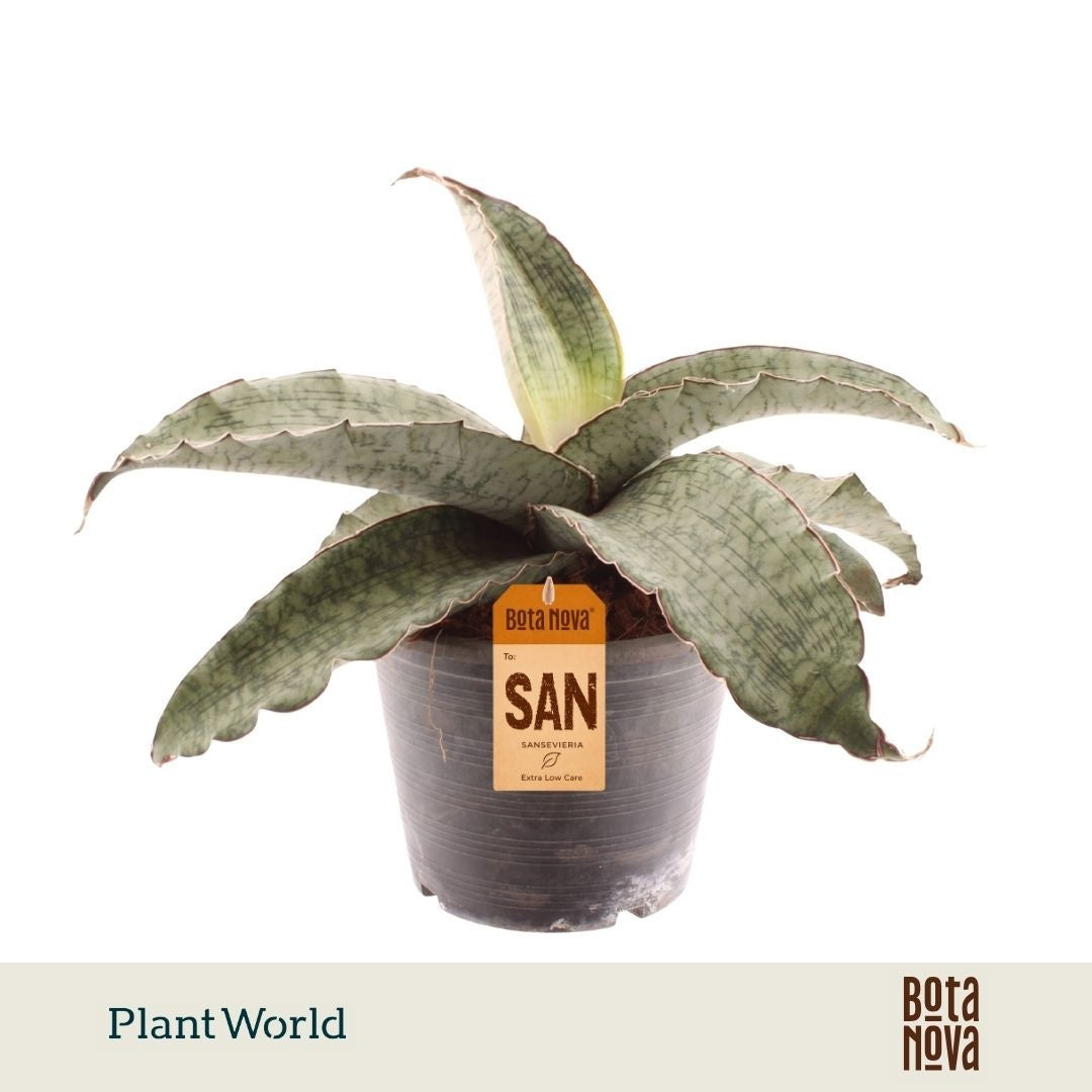 Plantworld ArendTropical Sansevieria kirkii Silver Blue Pack of 2