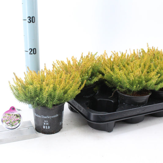 Erica darl. Mary Helen 15cm 510cm Pot