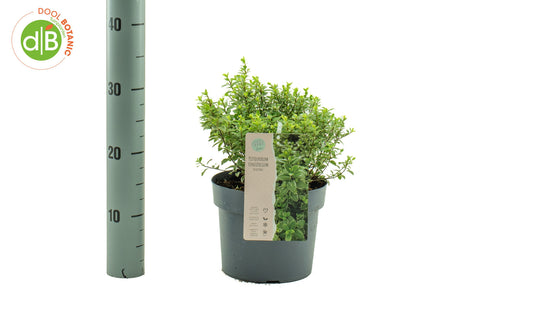 Pittosporum tenuifolium Silver Ball 30cm 19cm Pot