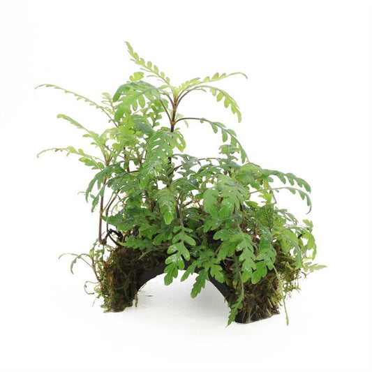Aquarium plant mix 5cm 2cm Pot