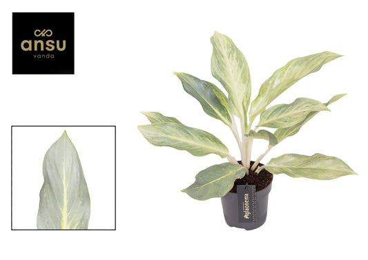 Aglaonema Hybrid 40cm 12cm Pot
