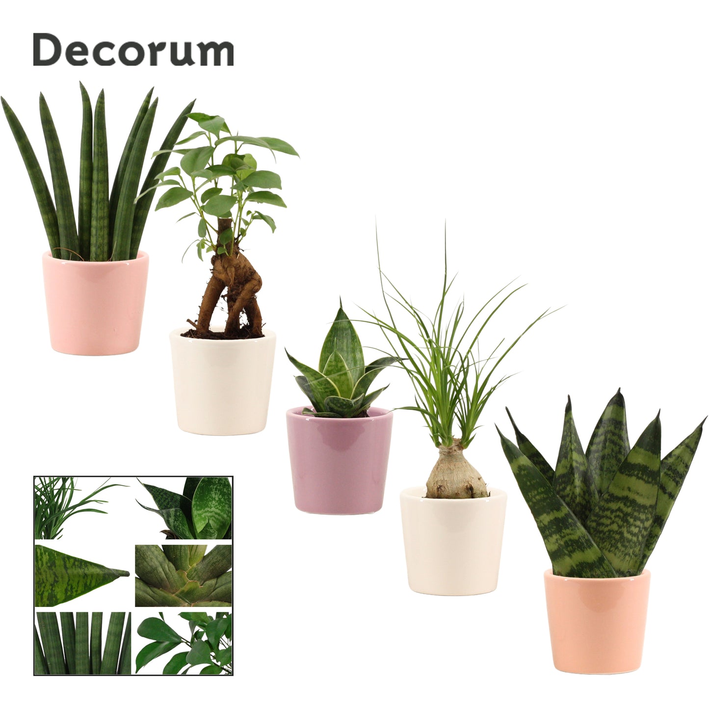 Foliage houseplants mix 17cm 6cm Pot
