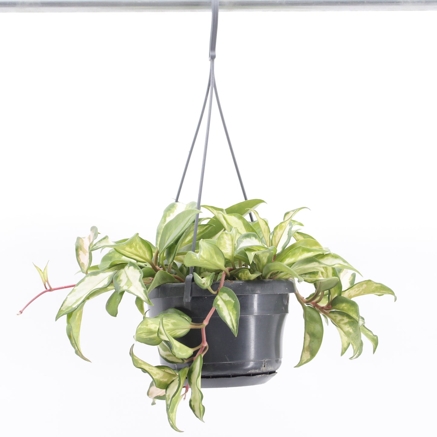 Zeur Niet, kwekerij Hoya carnosa Tricolor Pack of 8