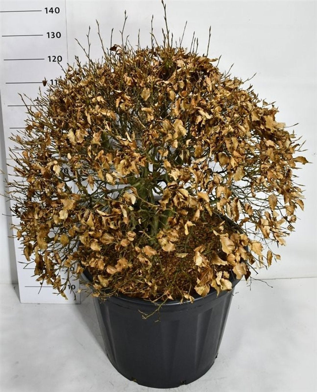 Fagus sylvatica 130cm 65cm Pot