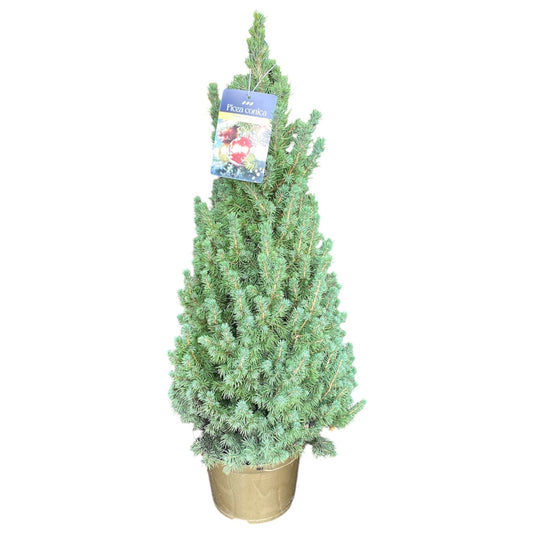 Picea glauca Conica 90cm 23cm Pot