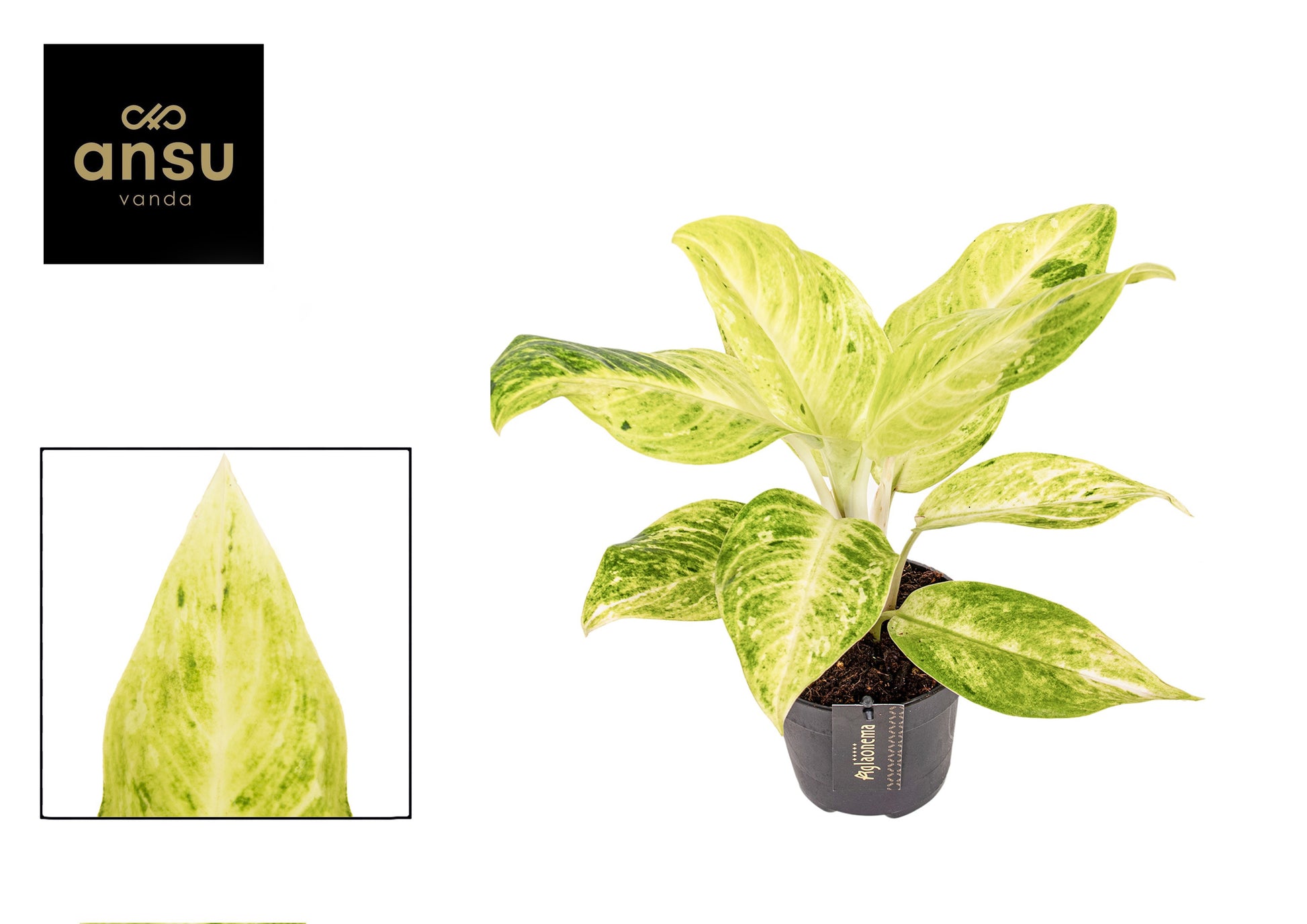 Aglaonema Citronelle 30cm 12cm Pot