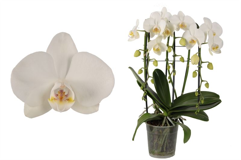 Phalaenopsis white 55cm 12cm Pot