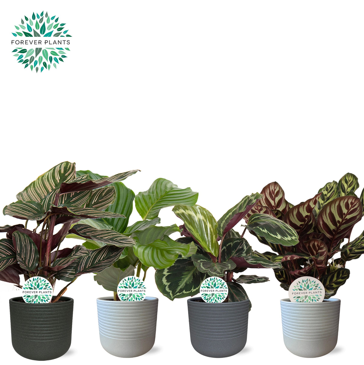 Calathea mix 45cm 14cm Pot