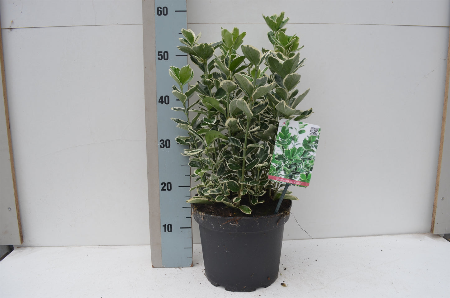 Euonymus Kathy 40cm 23cm Pot