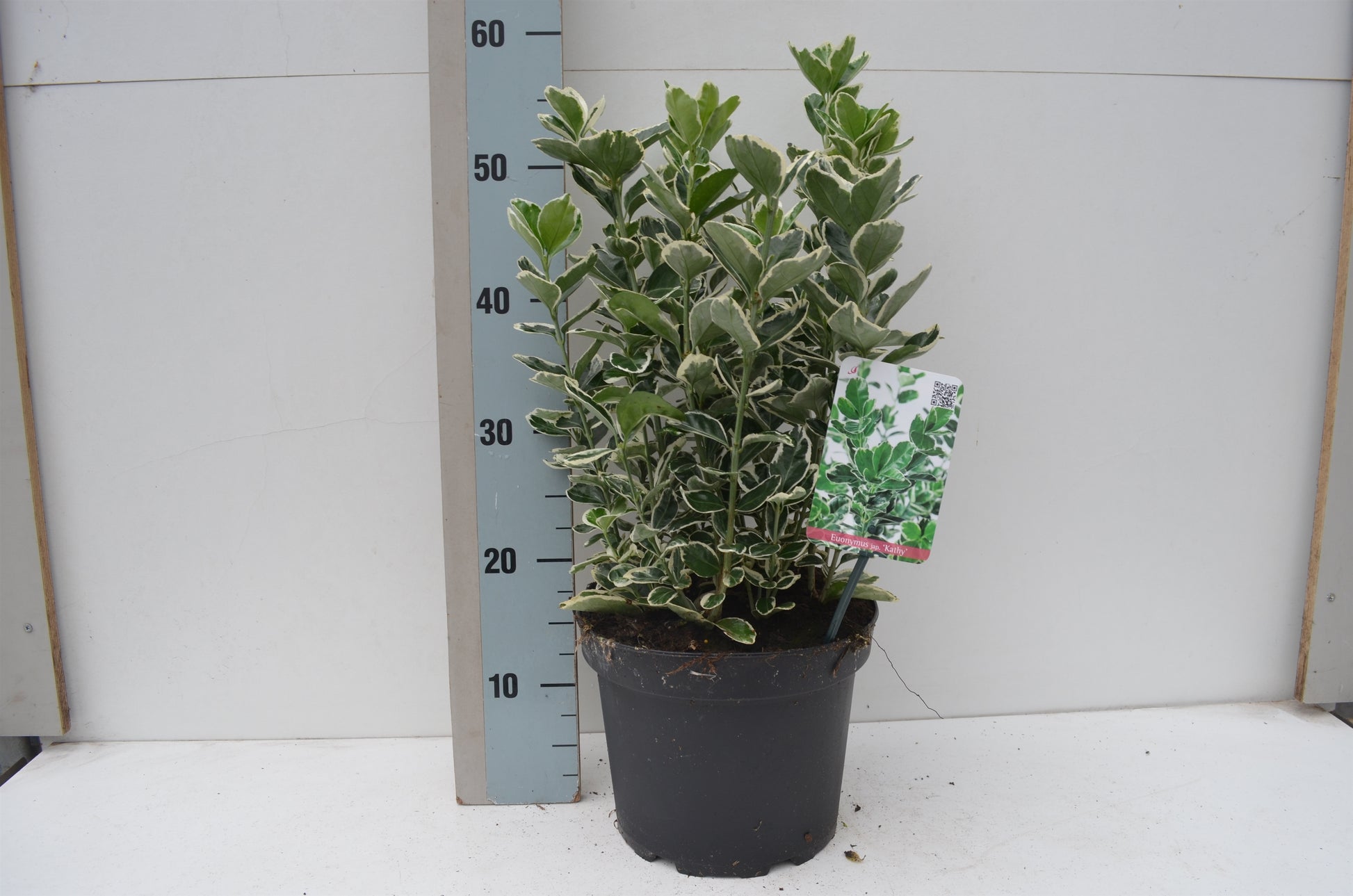 Euonymus Kathy 40cm 23cm Pot