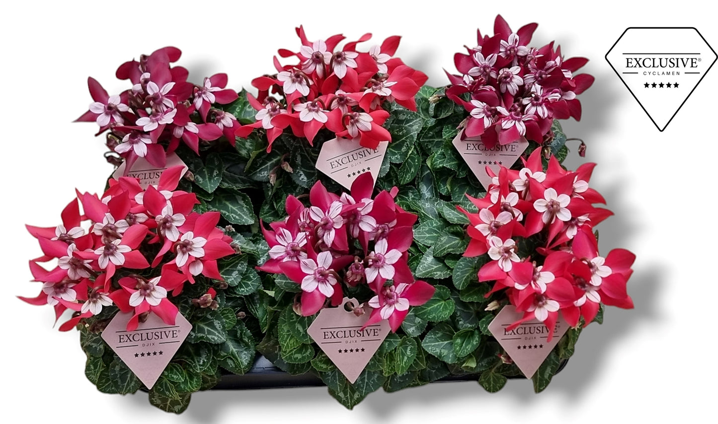Cyclamen Djix wine red 20cm 10.5cm Pot