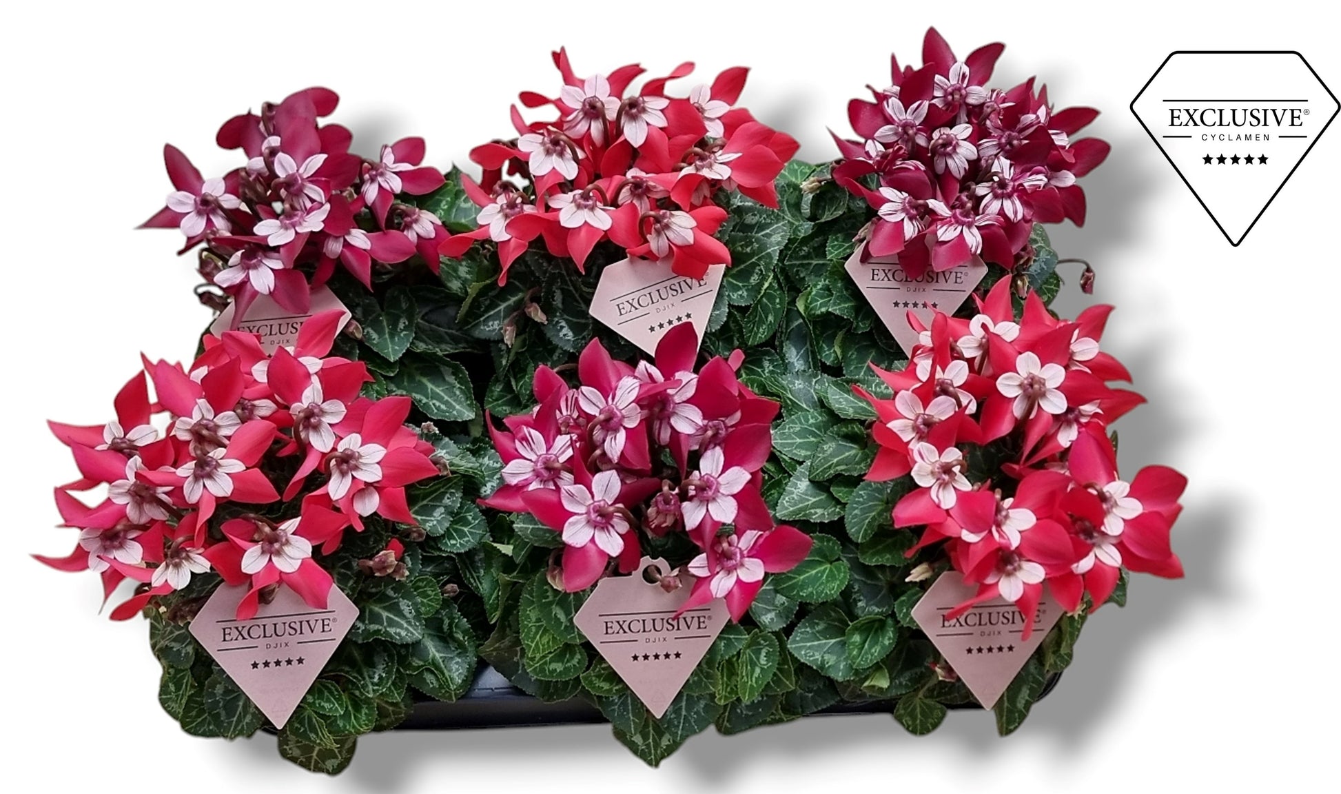 Cyclamen Djix wine red 20cm 10.5cm Pot