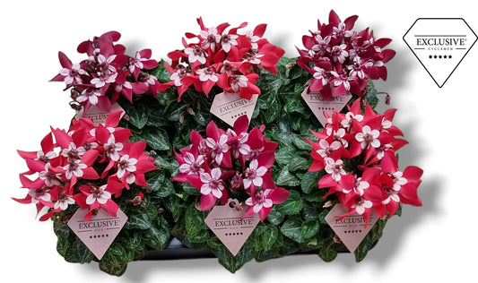 Cyclamen Djix 20cm 10.5cm Pot