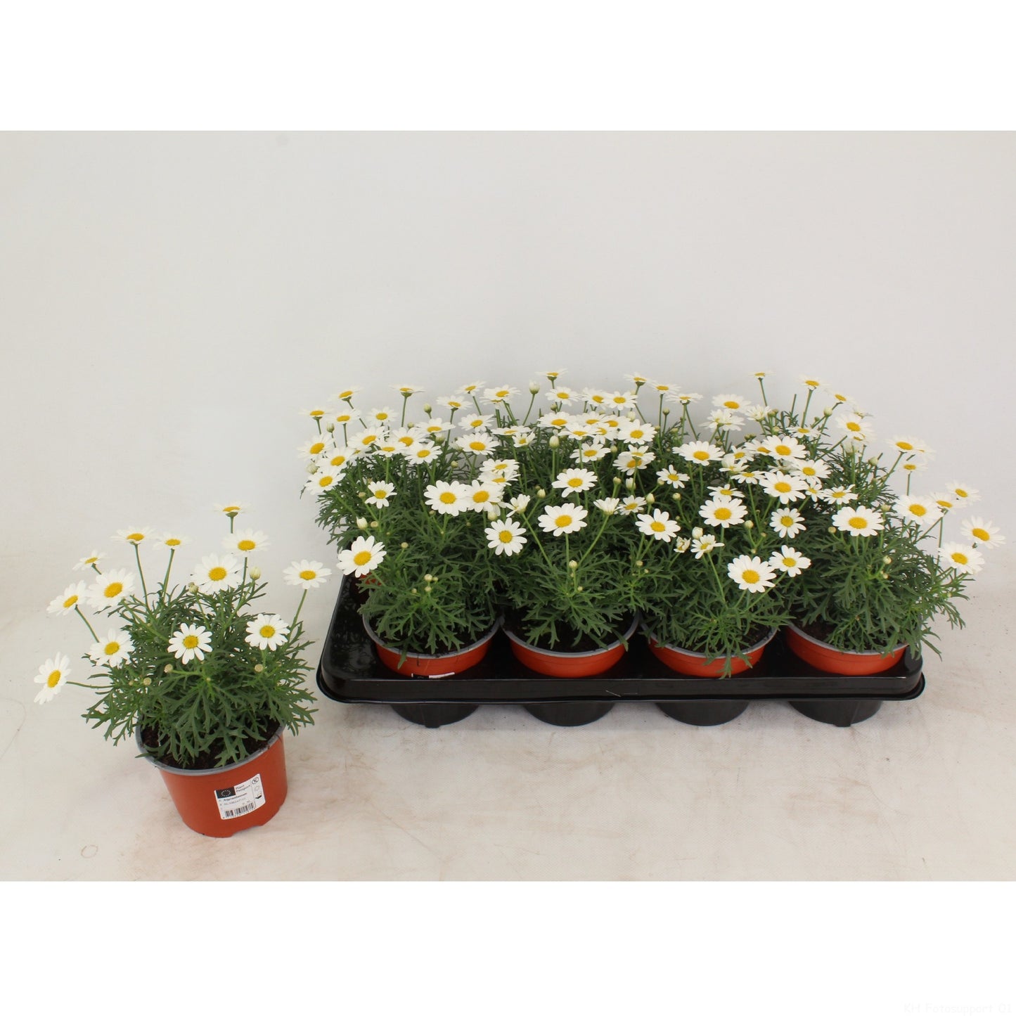 Marguerite white 28cm 12cm Pot