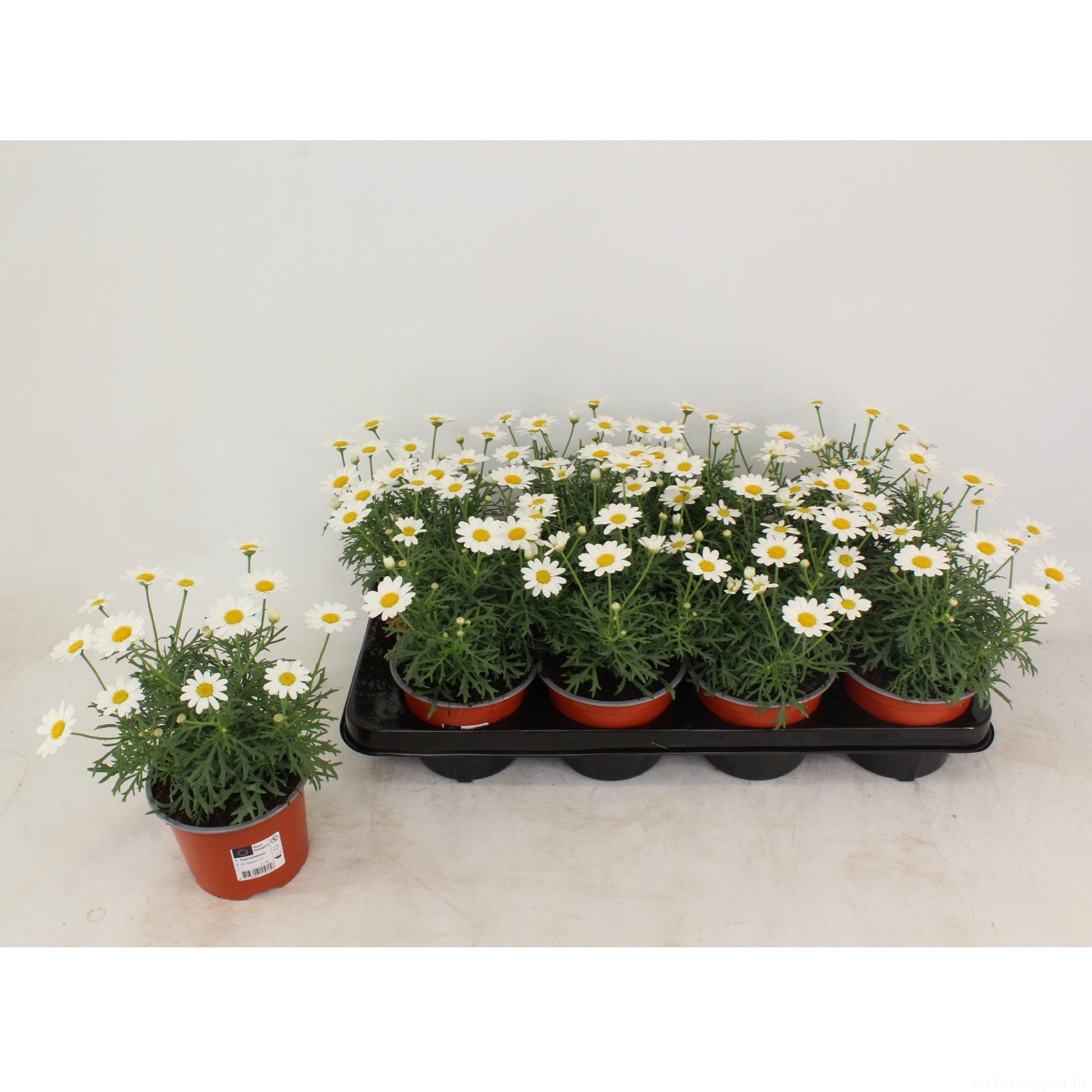 Marguerite white 28cm 12cm Pot