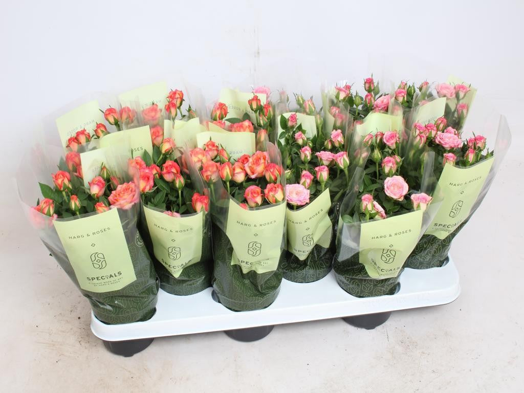 Rosa Kordana mix 25cm 10.5cm Pot