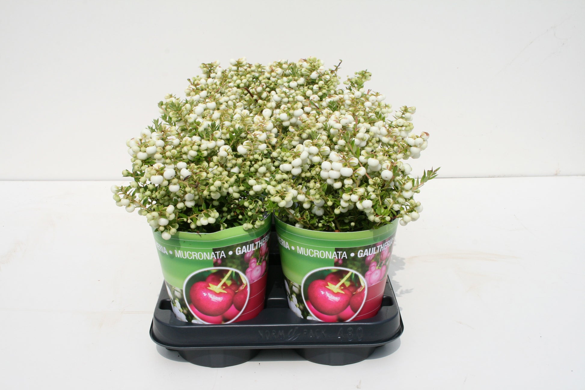 Windhorst & Zn, Firma W. Gaultheria mucr. white Pack of 10