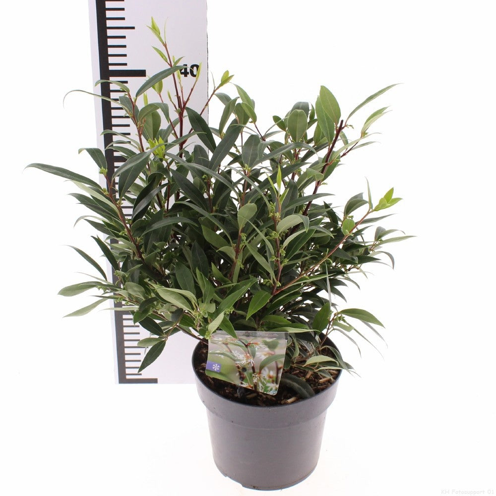 Sarcococca hookeriana mix 25cm 17cm Pot
