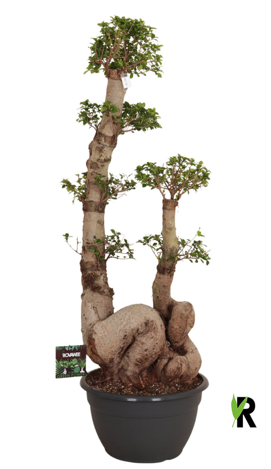 Ficus Ginseng 170cm 45cm Pot