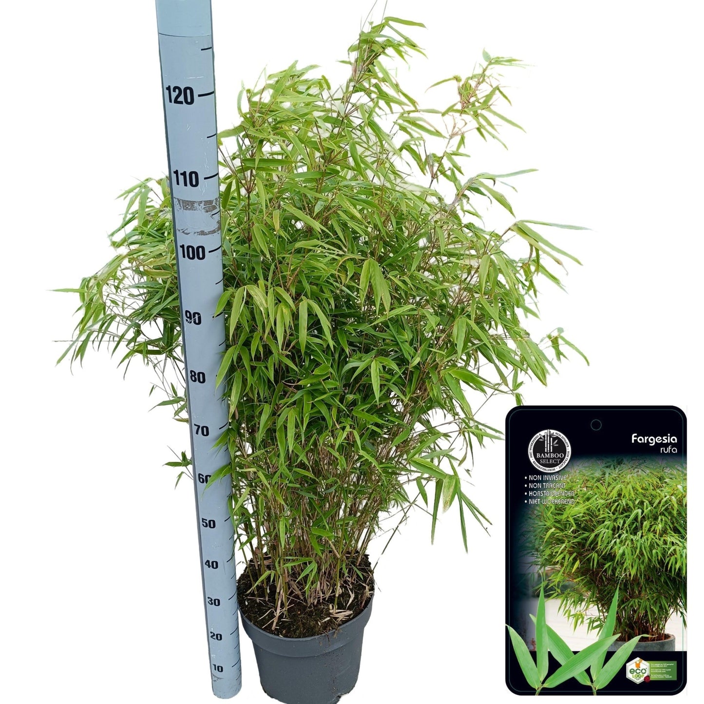 Fargesia rufa 80cm 29cm Pot
