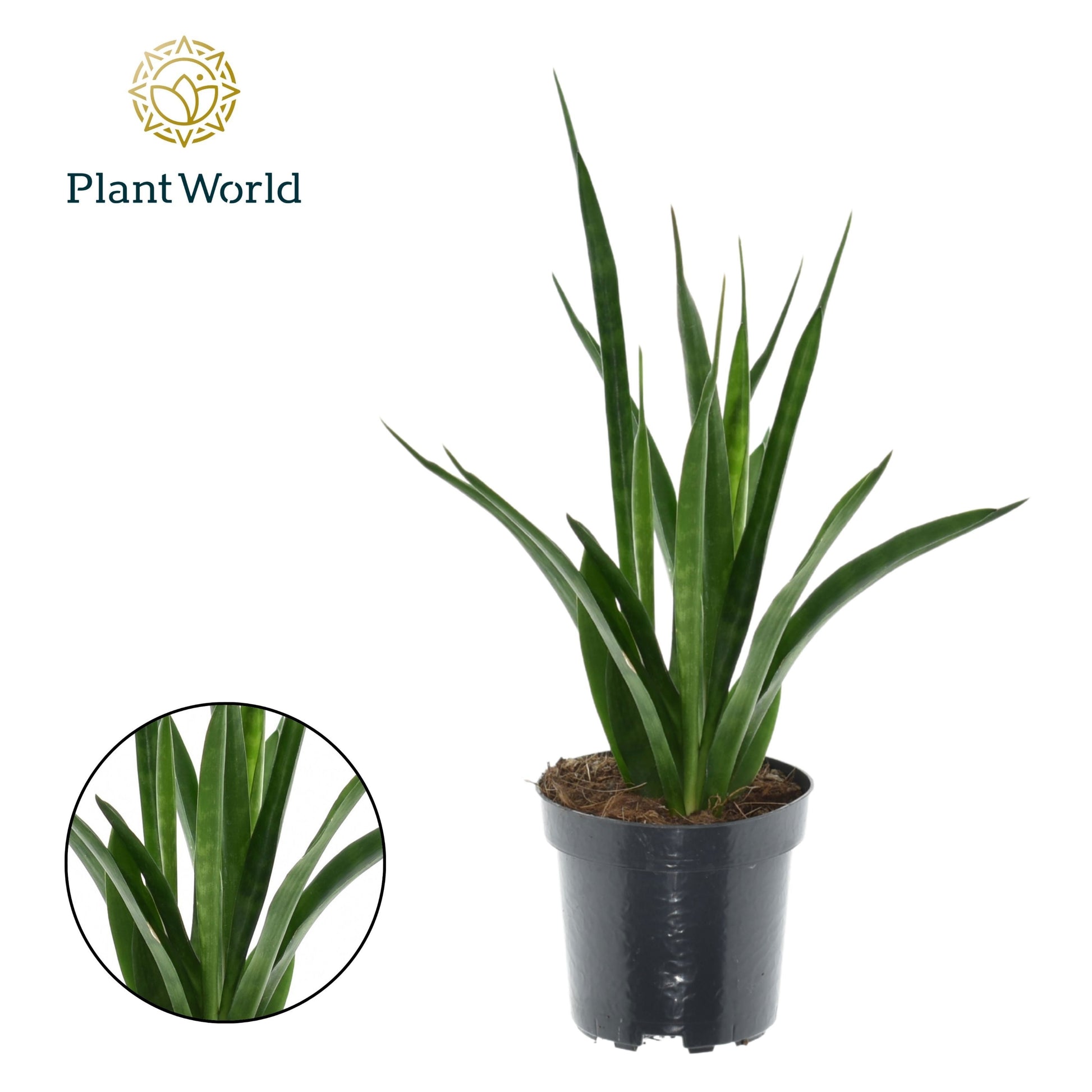 Sansevieria kirkii Friends 30cm 510cm Pot