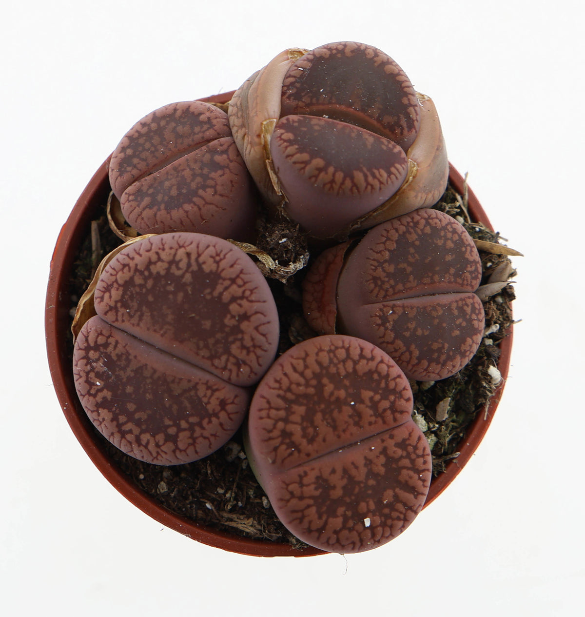 Lithops species mix 6cm 5.5cm Pot