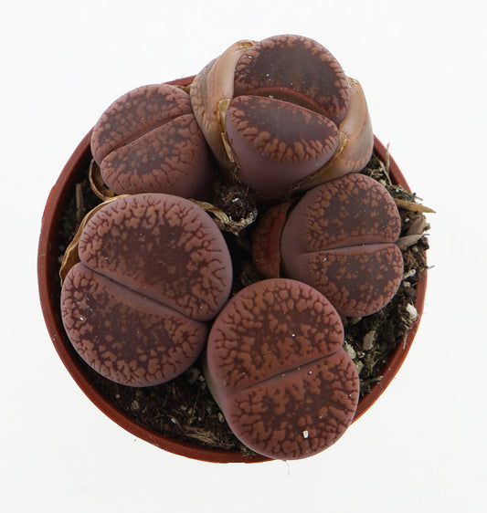Lithops species mix 6cm 5.5cm Pot