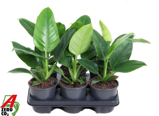 Philodendron Imperial Green 40cm 13cm Pot