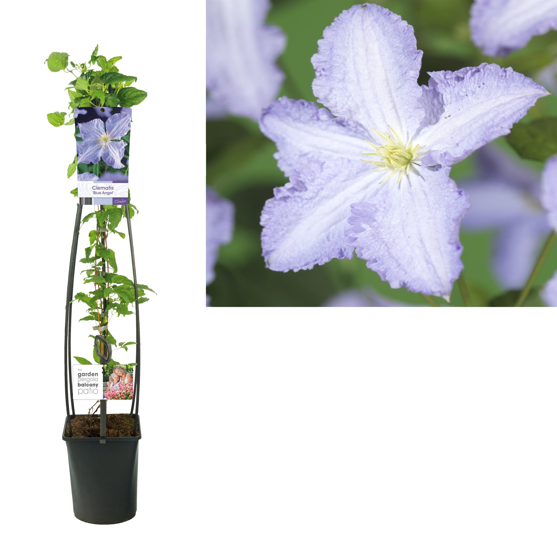 Clematis jac. Blekitny Aniol 115cm 23cm Pot