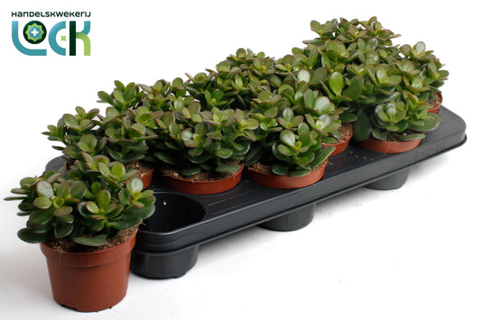 Crassula Minor 15cm 510cm Pot