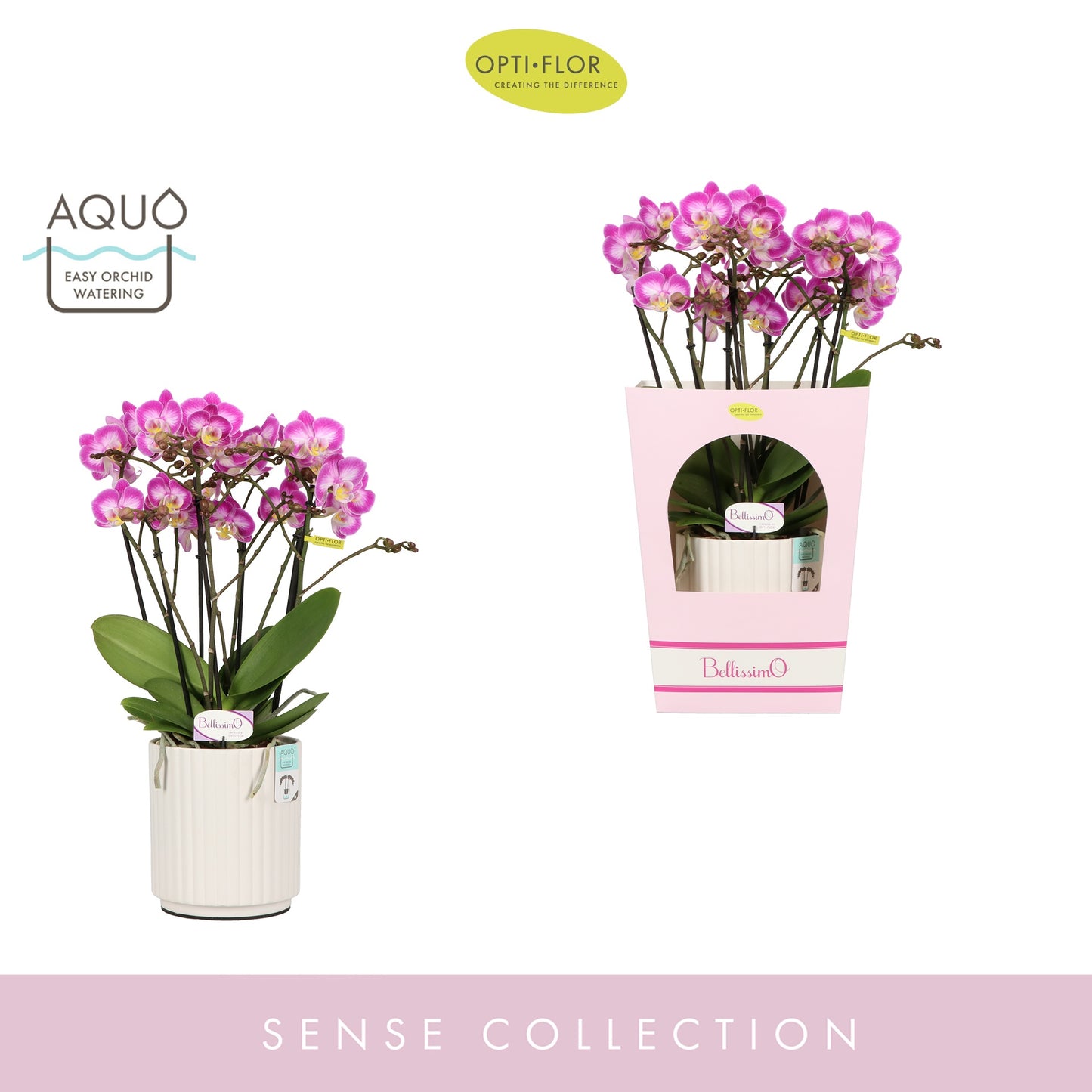 Phalaenopsis pink 50cm 15cm Pot