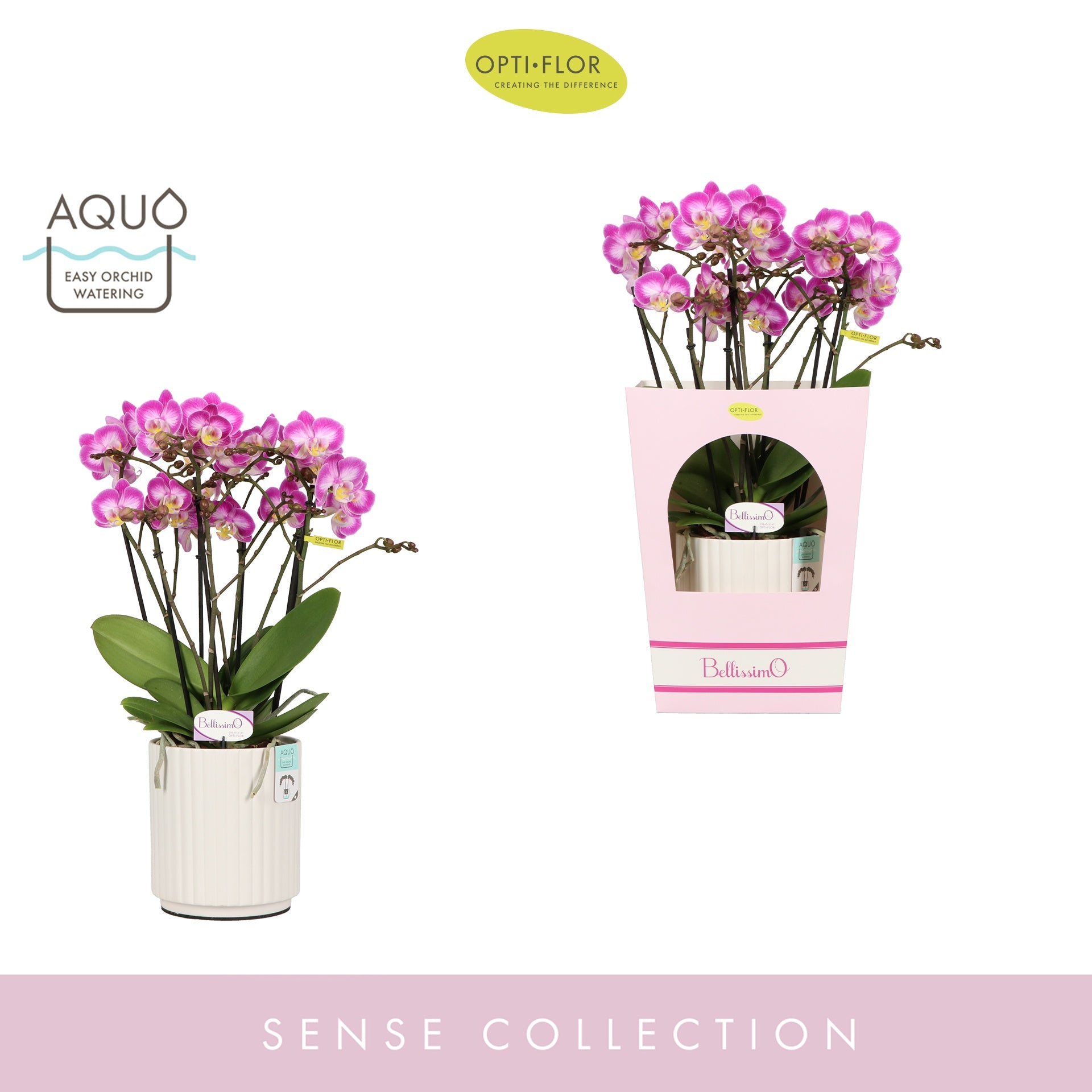 Phalaenopsis Bellissimo Caro (+ drp.white) 50cm 15cm Pot