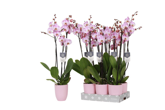 Vijverberg BV, kw. Piet Phalaenopsis Spotted World Pack of 6