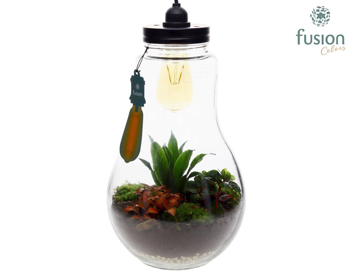 Glas Terrarium XXL met verlichting met Groene Planten 43cm 29cm Pot