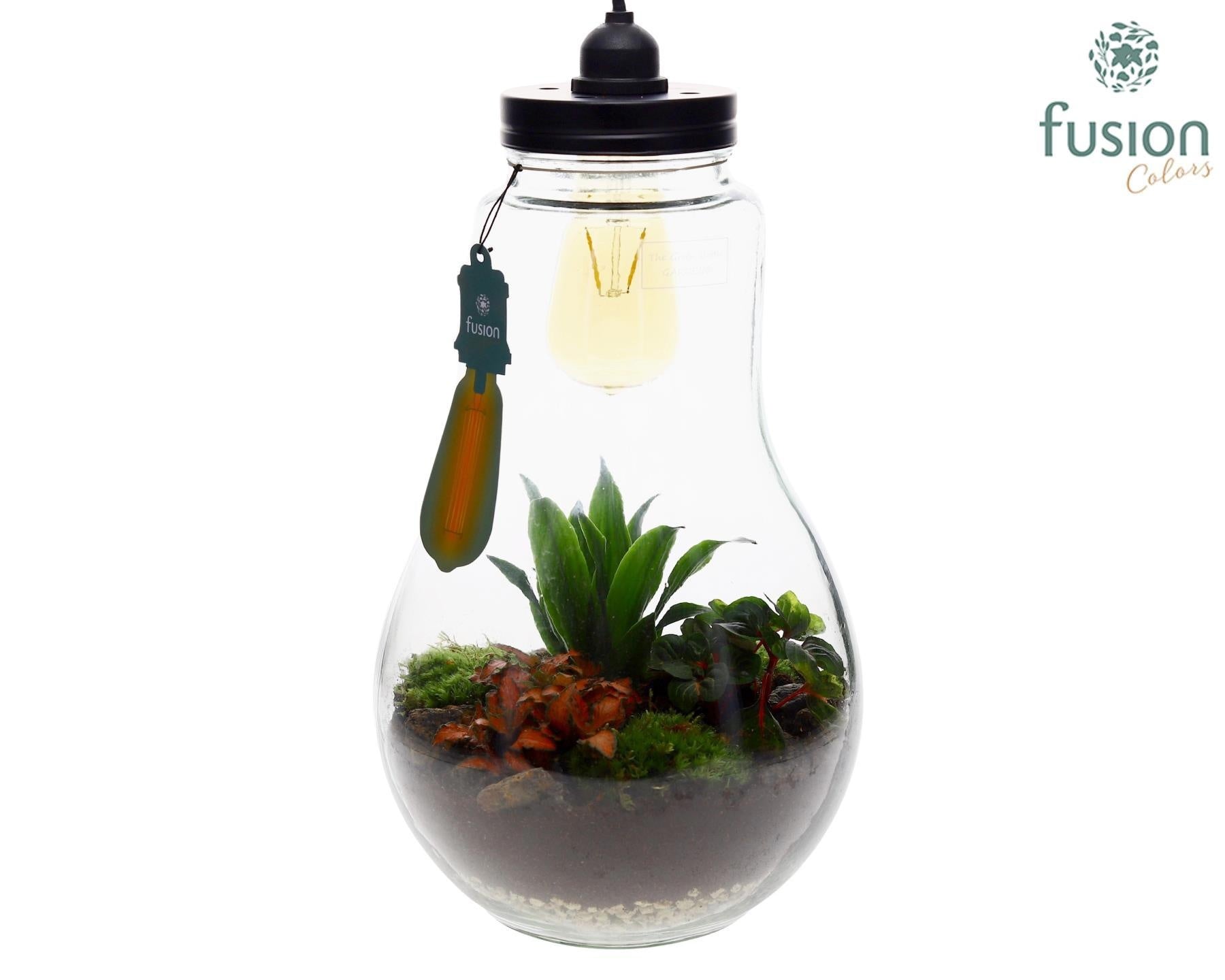 Glas Terrarium XXL met verlichting met Groene Planten 43cm 29cm Pot