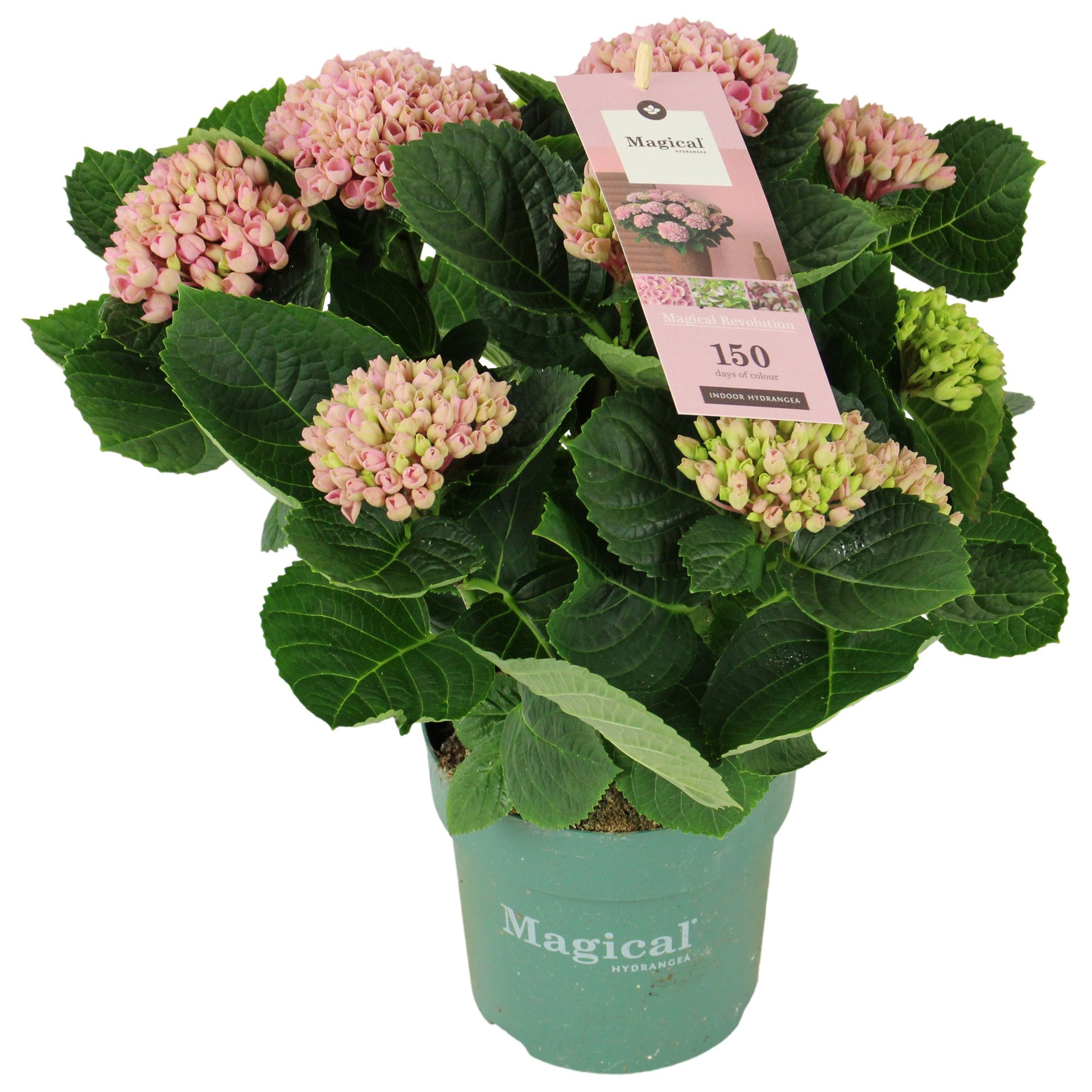Hydrangea macr. Magical Evolution pink 35cm 14cm Pot