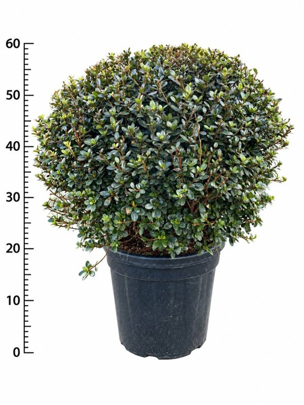 Rhododendron Amoena 60cm 28cm Pot