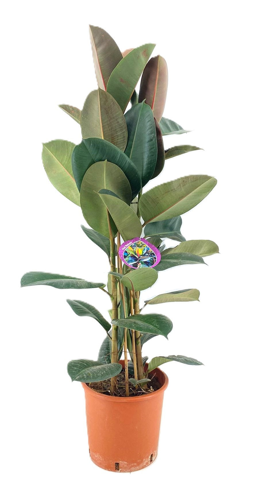 Ficus benjamina 110cm 24cm Pot