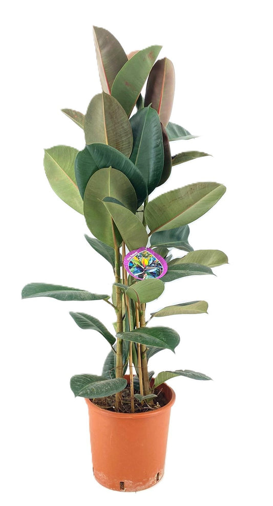 Ficus benjamina 110cm 24cm Pot