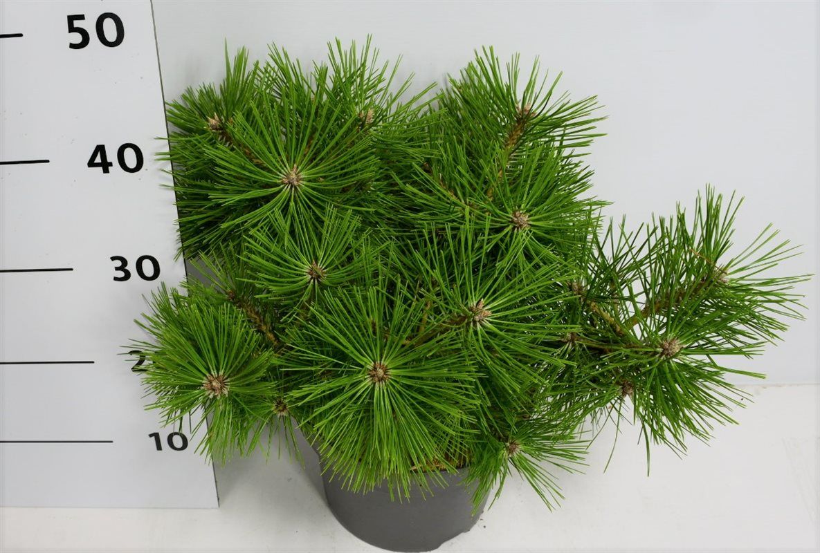 Pinus Jane Kluis 45cm 23cm Pot