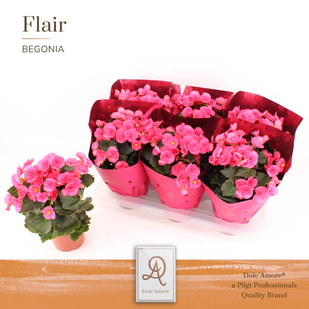 Pligt Professionals BV Begonia elatior Adonia Pink Pack of 6
