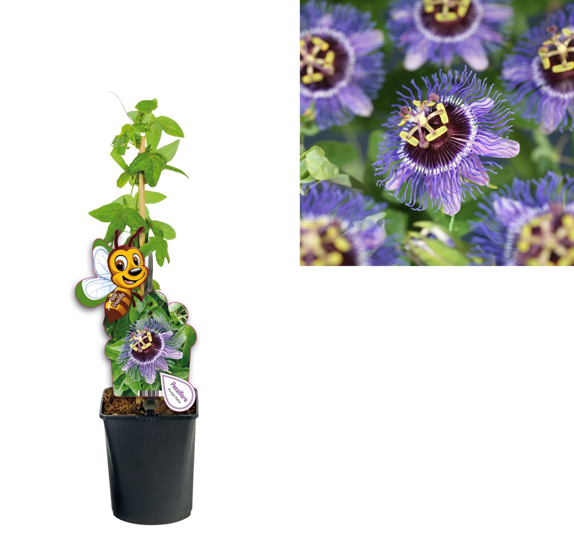 Passiflora Purple Rain 40cm 11cm Pot