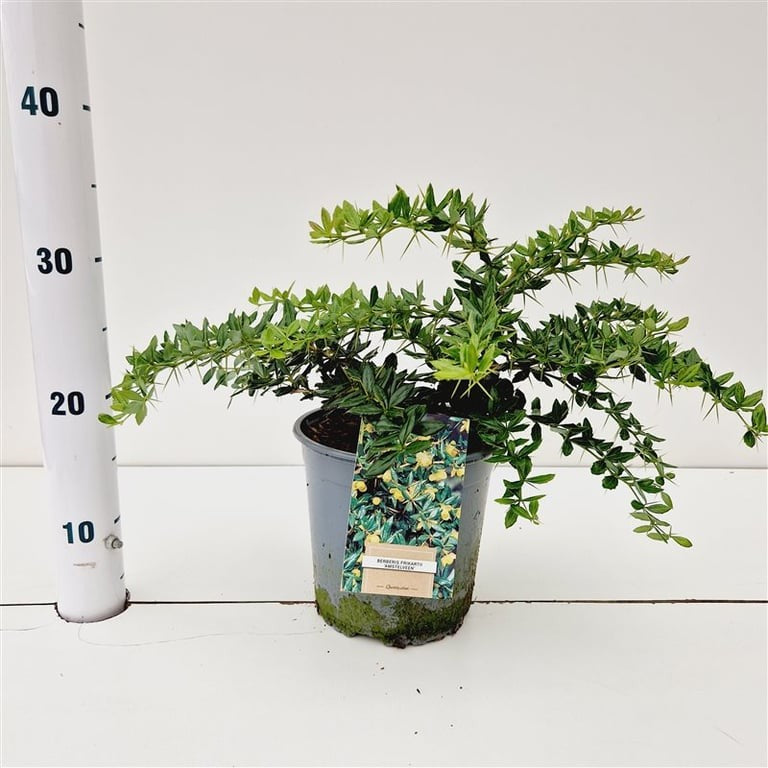 Berberis frikartii Amstelveen 30cm 17cm Pot